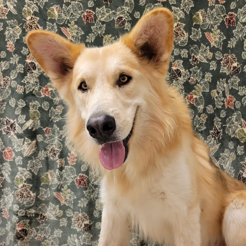 An adult medium-sized male Brown / Chocolate Husky dog named Kilo for adoption in ALPINE, TX