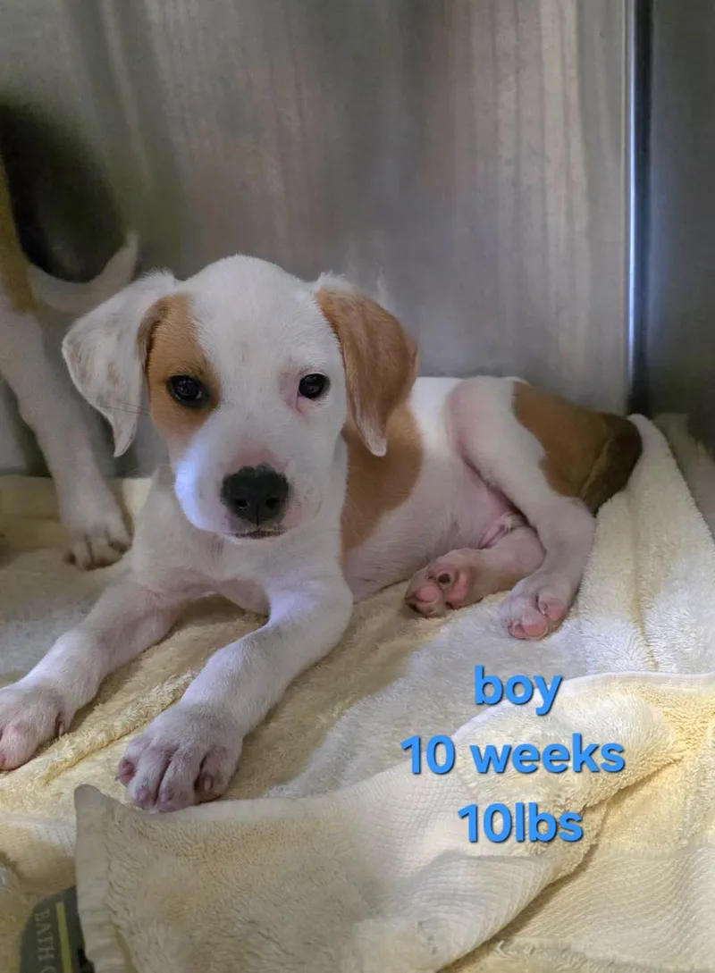 A baby medium-sized male White / Cream Hound dog named Bobby for adoption in Clinton, MO