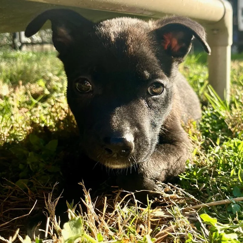 Champagne thumbnail 2