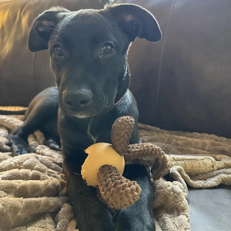 Champagne thumbnail 4