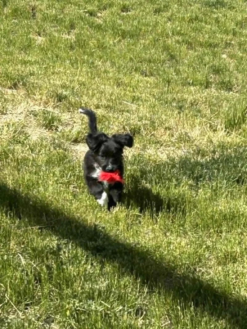 A baby small-sized male Miniature Poodle dog named Atlas for adoption in LEWISTON, ID
