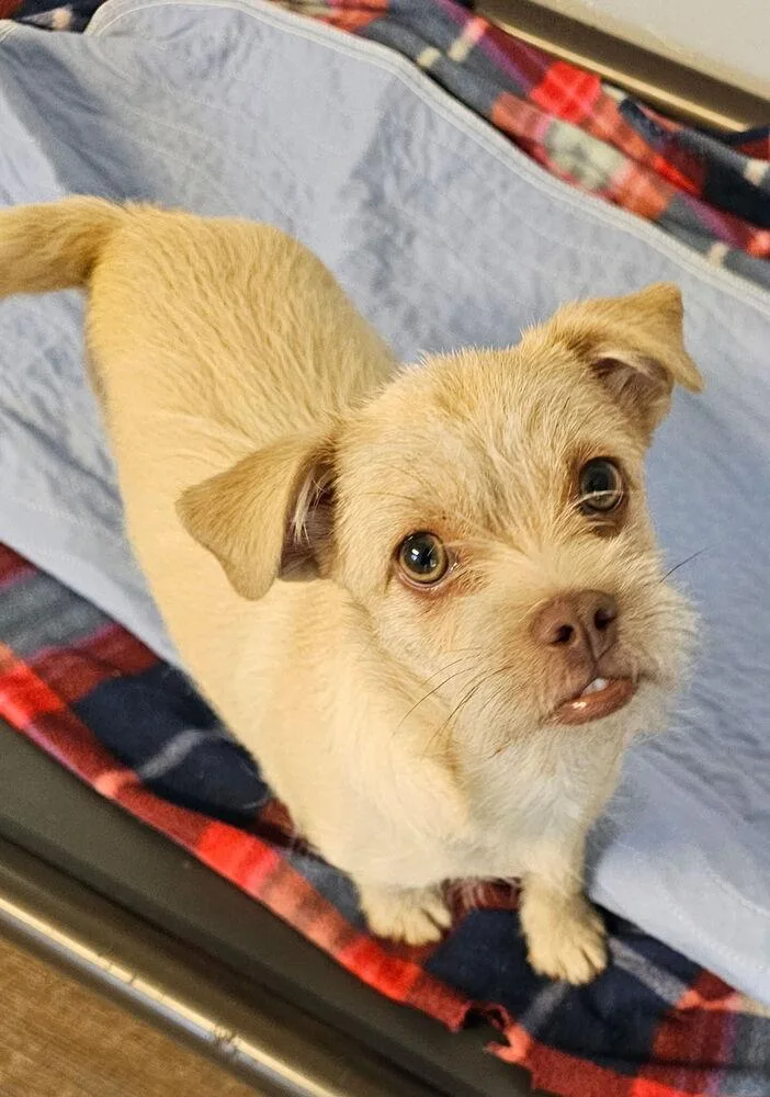 A baby small-sized female Terrier dog named Cricket for adoption in Santa Rosa, CA
