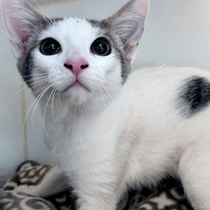 A baby small-sized female White Domestic Short Hair cat named Jhope for adoption in Oakland, CA