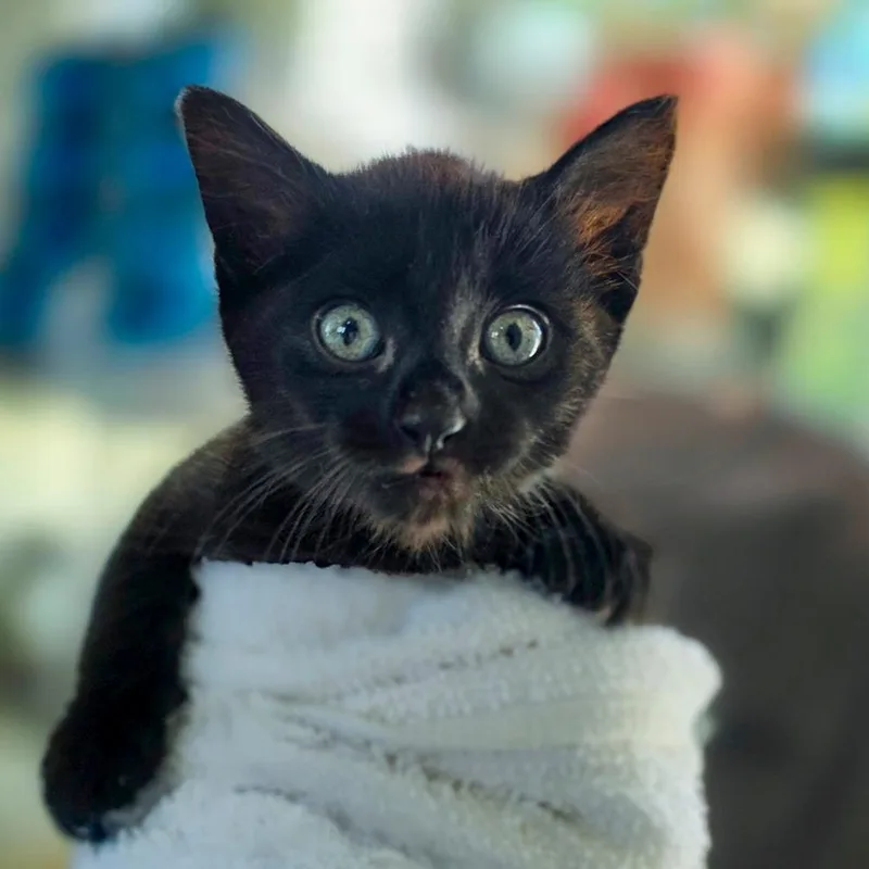 A baby small-sized female Black Domestic Short Hair cat named Ember for adoption in Chapel Hill, NC