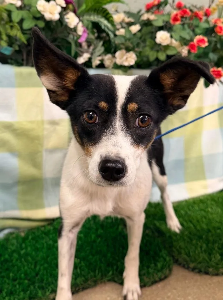 An adult small-sized female Terrier dog named Penelope for adoption in Lemoore, CA