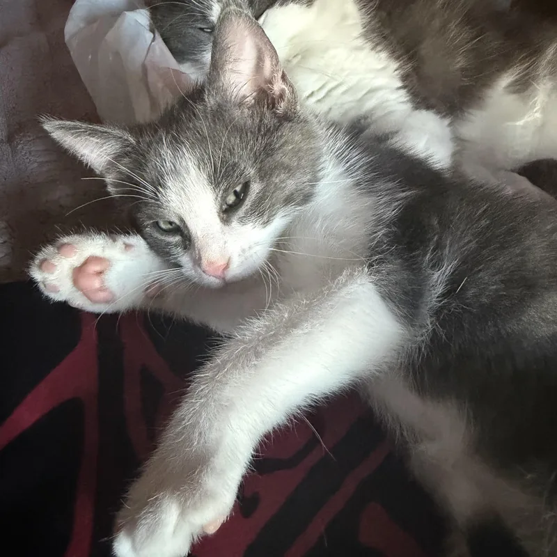 A baby small-sized male Gray & White Domestic Short Hair cat named Trouble for adoption in Indianapolis, IN