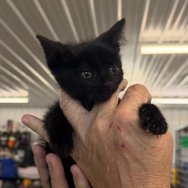A baby small-sized male Black Domestic Short Hair cat named Mustard for adoption in Spanish Fork, UT