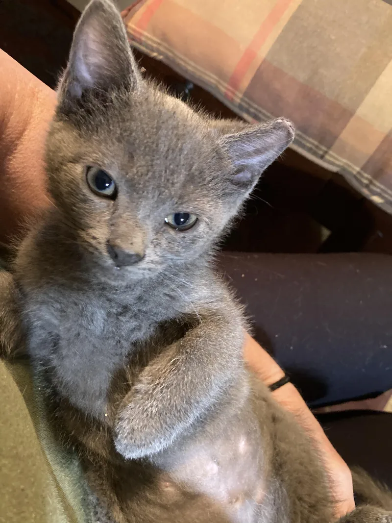 A baby medium-sized female Domestic Short Hair cat named Nadia for adoption in Charlotte, NC
