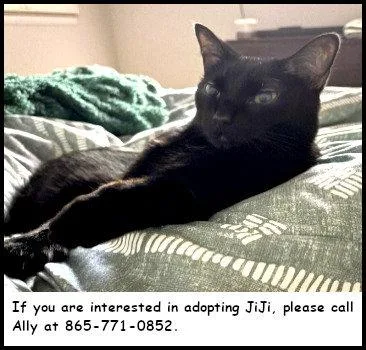 An adult medium-sized male Black Domestic Short Hair cat named Jiji for adoption in Oak Ridge, TN