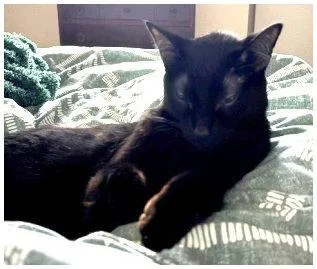Jiji thumbnail 2