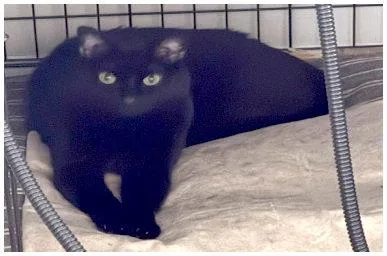 Jiji thumbnail 3