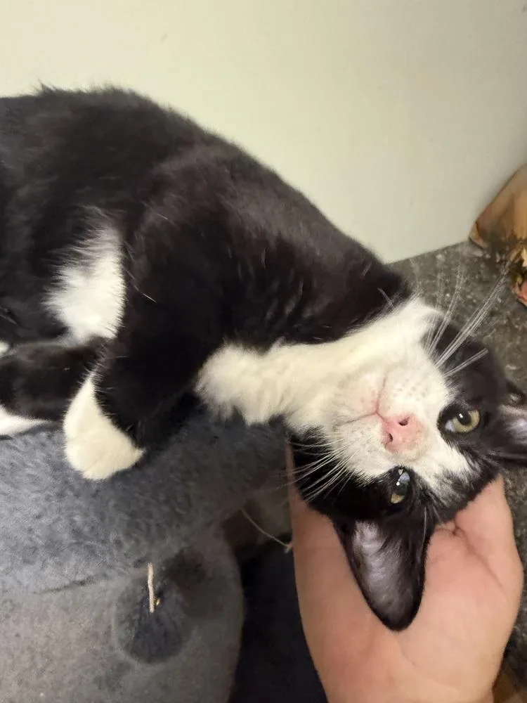 A baby small-sized male Black & White / Tuxedo Domestic Short Hair cat named Gleep for adoption in Evansville, IN