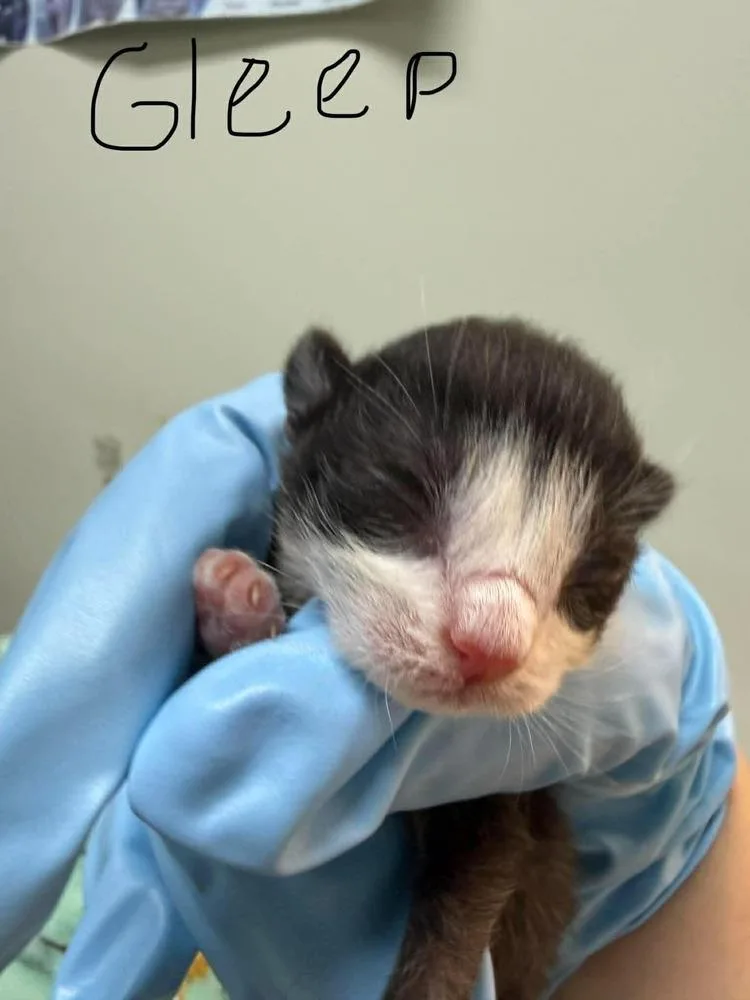 Gleep thumbnail 2