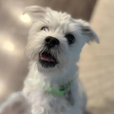 A senior small-sized male Maltese dog named Chester for adoption in Aldie, VA