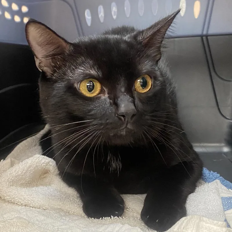An adult medium-sized male Black Domestic Short Hair cat named Jafar for adoption in Columbus, GA