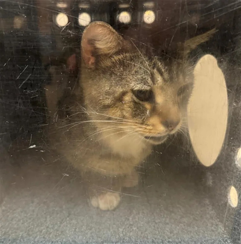 A senior large-sized male Domestic Short Hair cat named Harry for adoption in Naples, FL
