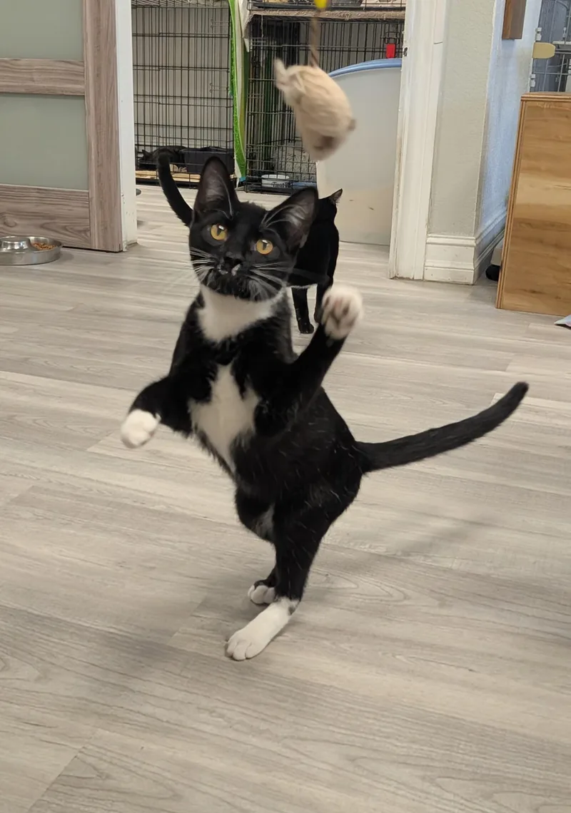 A baby medium-sized male Black & White / Tuxedo Domestic Short Hair cat named Oregano for adoption in Palm Harbor, FL