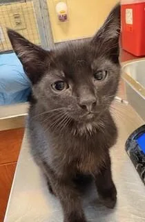 A baby small-sized male Domestic Short Hair cat named Louie for adoption in Fort Myers, FL