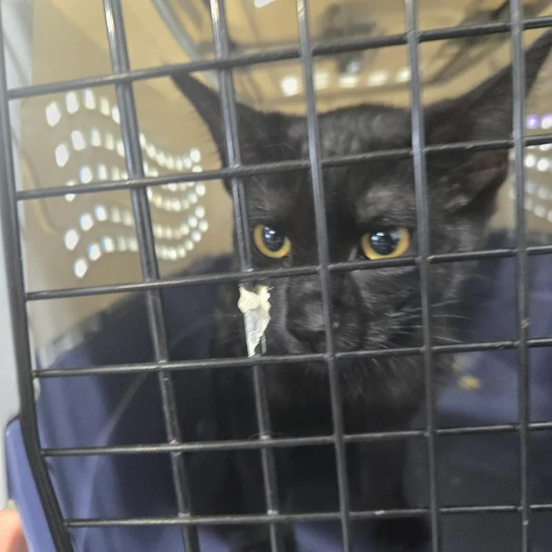 A baby small-sized female Black Domestic Short Hair cat named Dunk for adoption in Newark, NJ