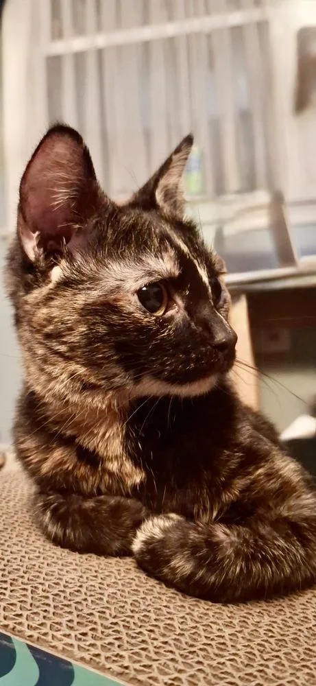 A young small-sized female Tabby (Brown / Chocolate) Domestic Short Hair cat named Apple for adoption in Harpers Ferry, WV