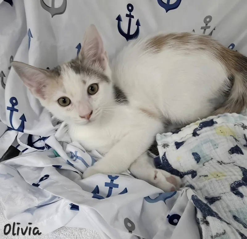 A young medium-sized female Calico cat named Olivia for adoption in Key Largo, FL