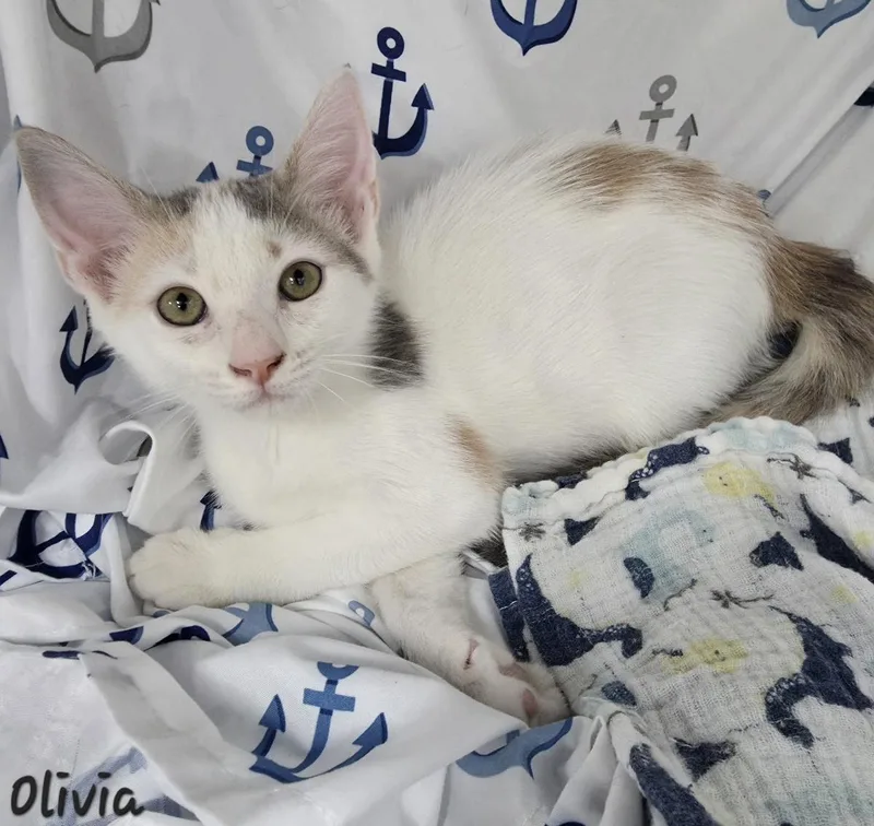 Olivia thumbnail 2