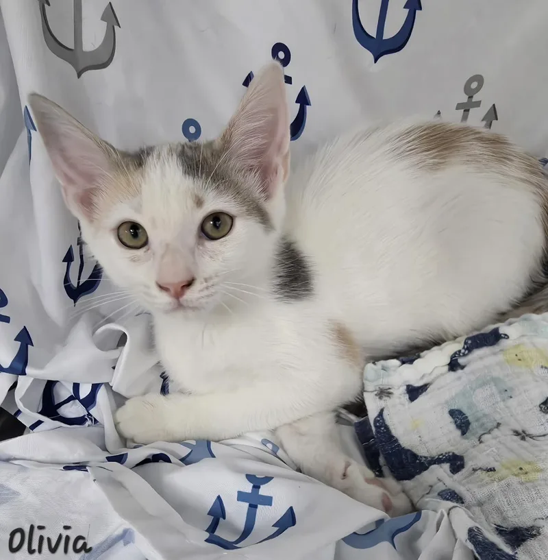 Olivia thumbnail 3