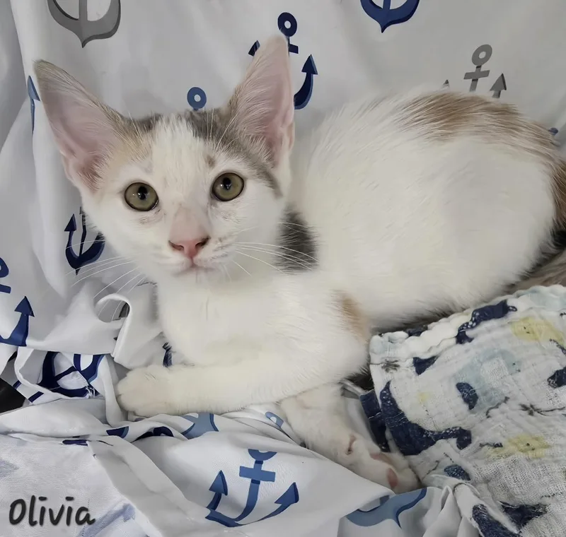 Olivia thumbnail 5