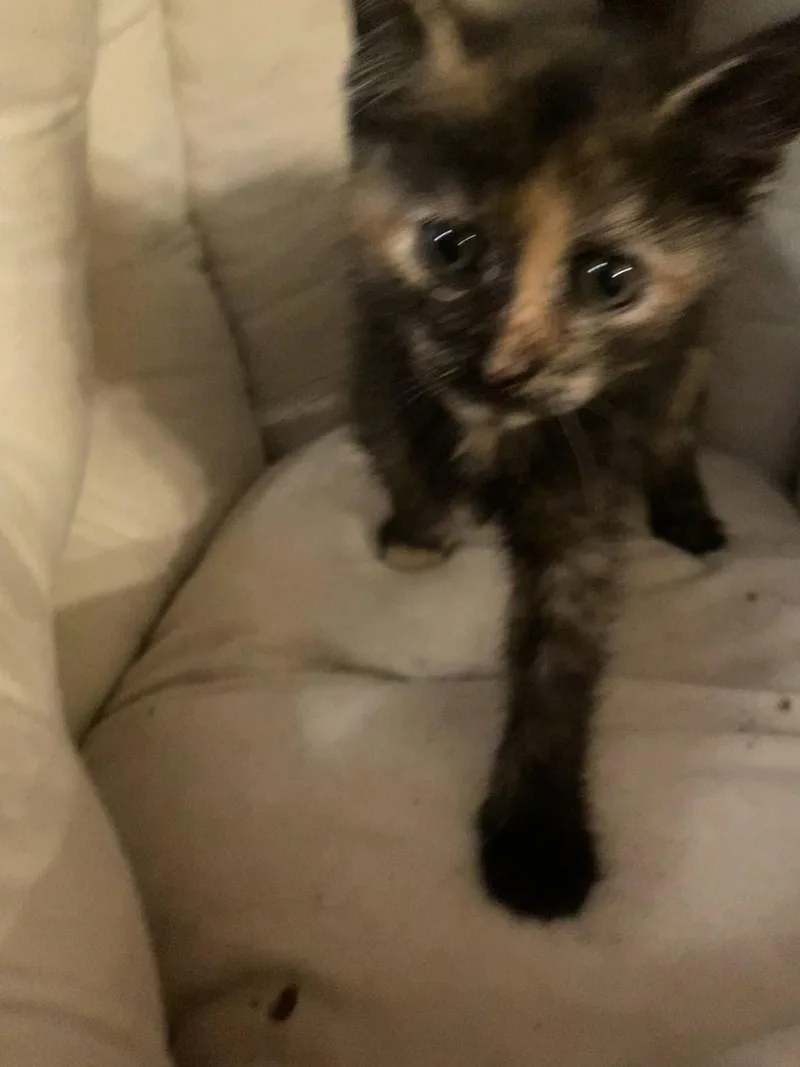 A baby medium-sized female Domestic Short Hair cat named Peep for adoption in Tampa, FL