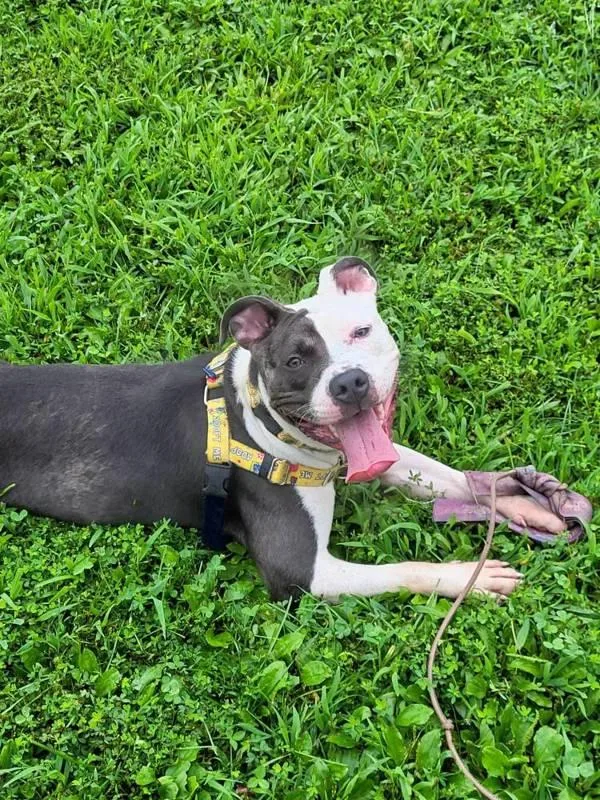A young medium-sized female Pit Bull Terrier dog named Perdita for adoption in Skillman, NJ