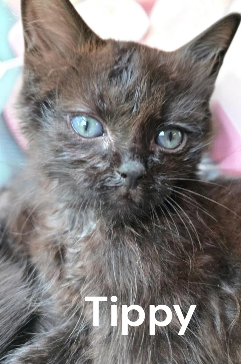 A baby medium-sized male Domestic Medium Hair cat named Tippy for adoption in Weems, VA