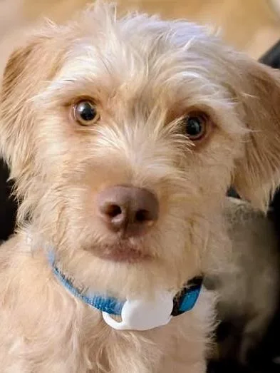 Oscar