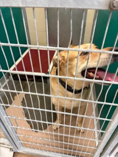 An adult large-sized male Labrador Retriever dog named Rockie for adoption in Texas City, TX