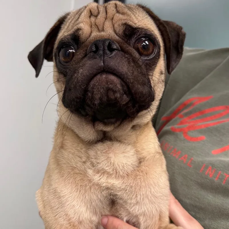 An adult small-sized male Yellow / Tan / Blond / Fawn Pug dog named Sebastian for adoption in Abilene, TX