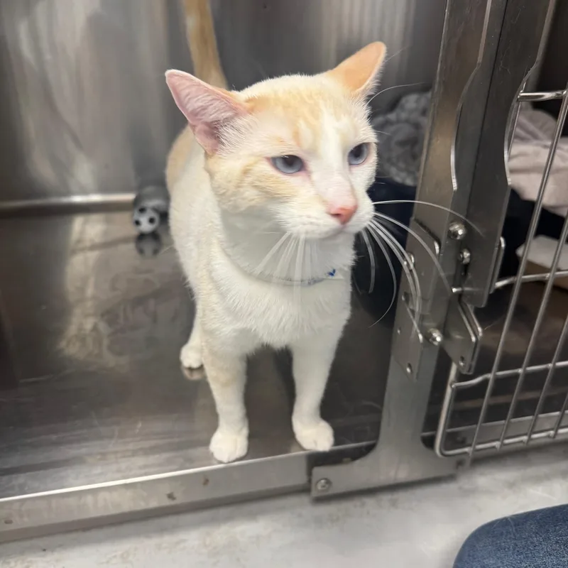 A young medium-sized male White Domestic Short Hair cat named Chip & Dale for adoption in Marina del Rey, CA