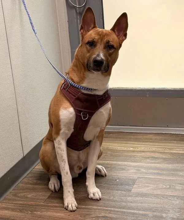 An adult large-sized male Shepherd dog named Fugatti for adoption in San Diego, CA