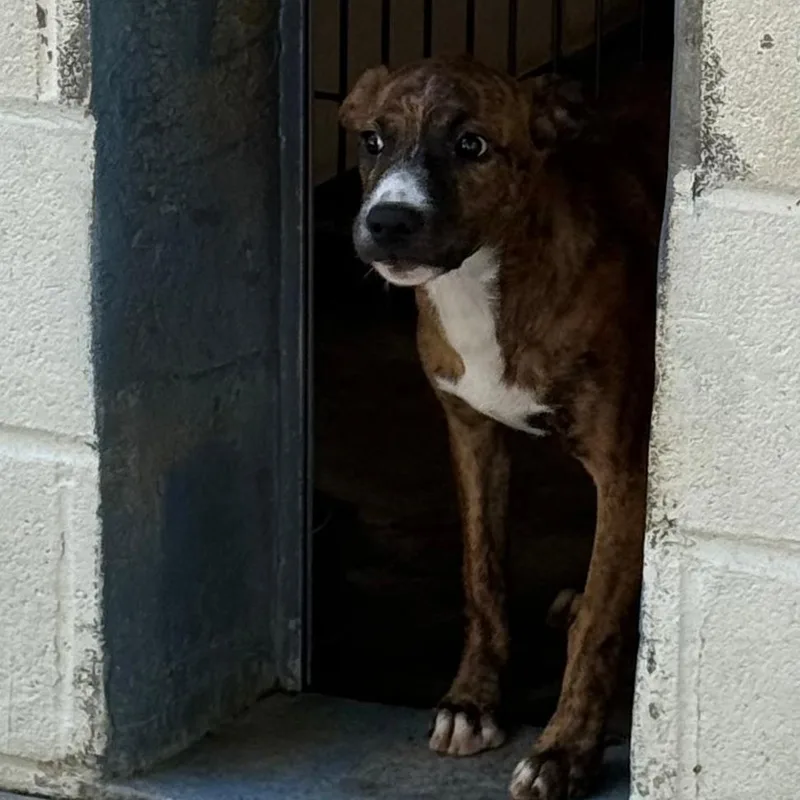 A baby small-sized female Brindle Labrador Retriever dog named Phoebe for adoption in Waynesburg, PA