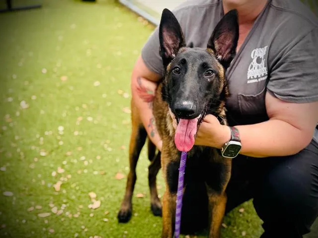 A young medium-sized male Belgian Shepherd / Malinois dog named Magnus for adoption in Orlando, FL