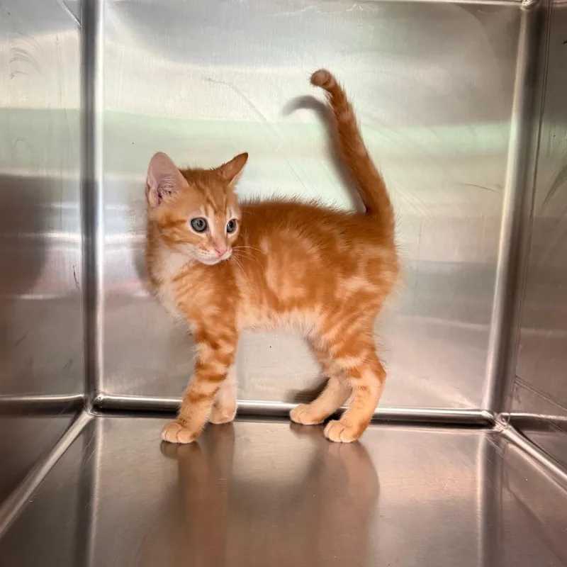 A baby small-sized male Orange / Red Domestic Short Hair cat named Reeces for adoption in Hamilton, GA