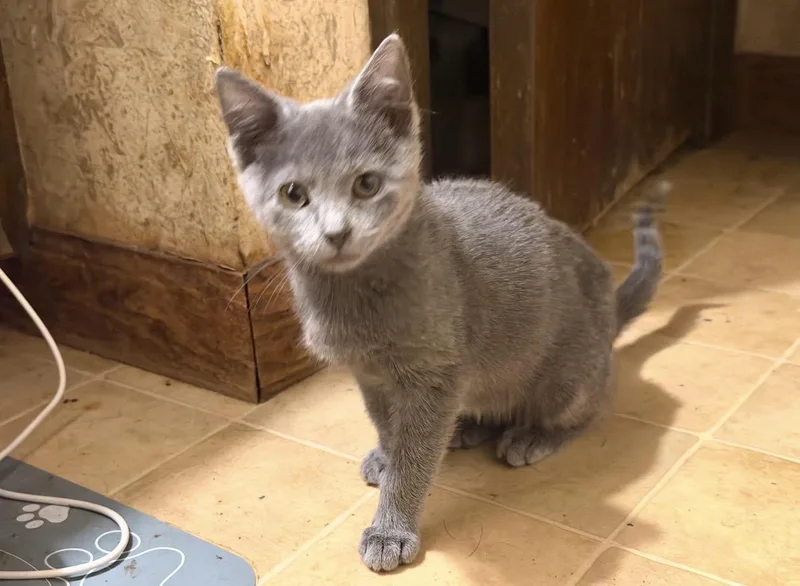 A baby medium-sized female Gray / Blue / Silver Domestic Short Hair cat named Nugget for adoption in Omaha, NE