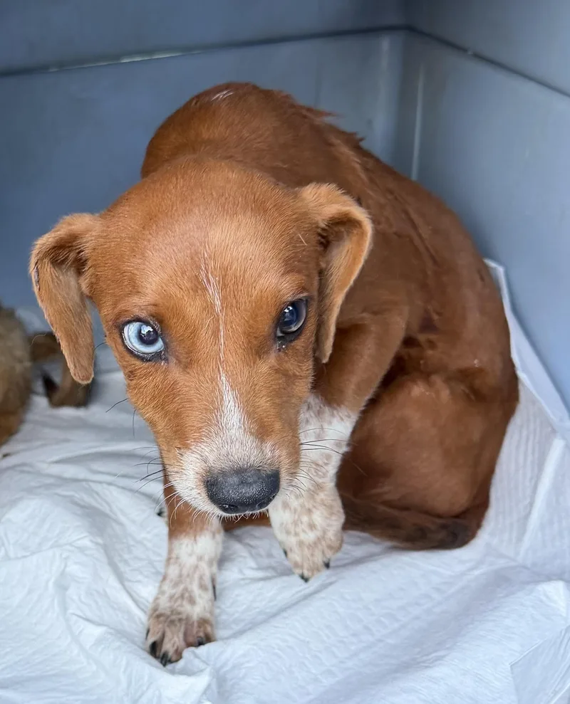 A young medium-sized male Australian Cattle Dog / Blue Heeler dog named Cooper for adoption in Concord, CA