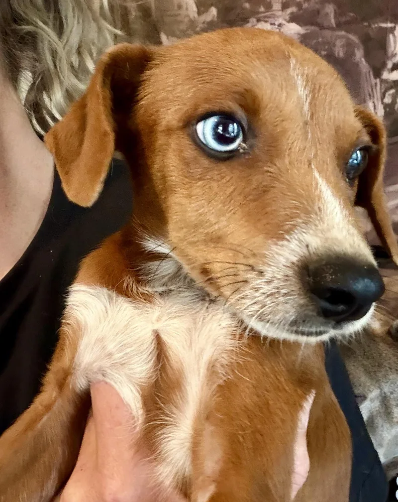 Cooper thumbnail 2