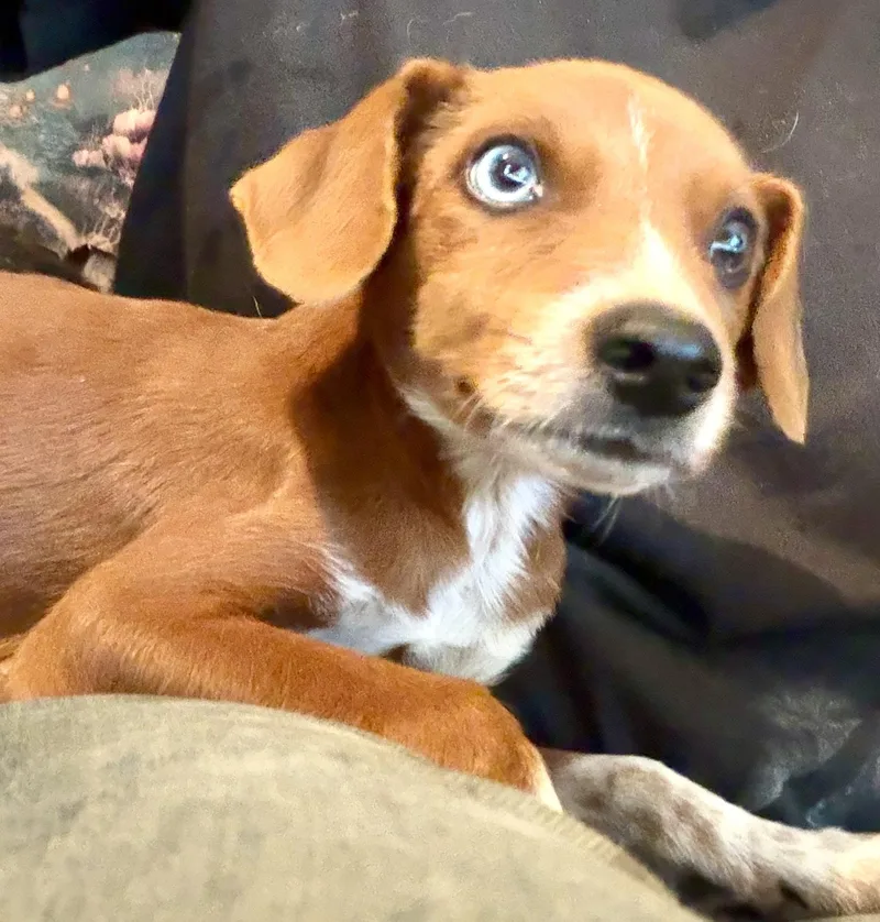 Cooper thumbnail 5