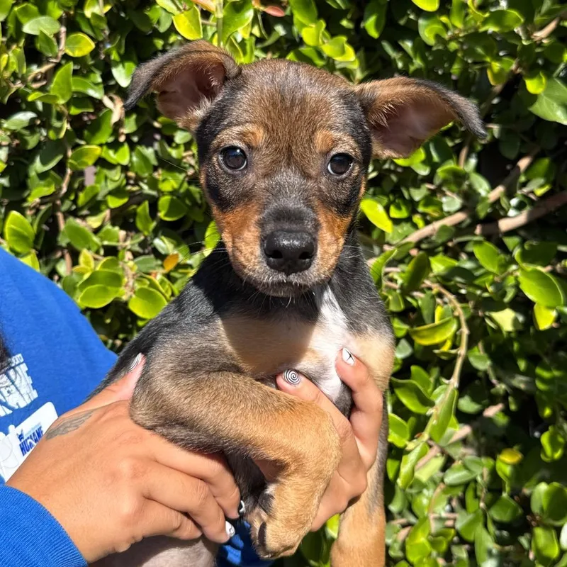 A baby small-sized female Yellow / Tan / Blond / Fawn Chihuahua dog named Rose for adoption in Santa Barbara, CA