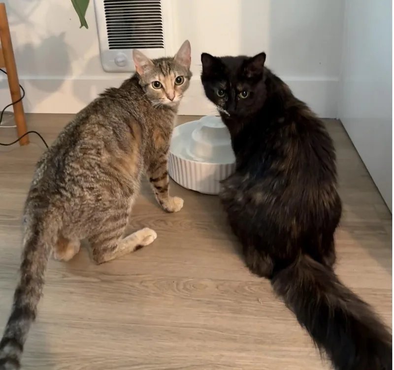A young medium-sized female Dilute Tortoiseshell Domestic Short Hair cat named Wady and Gal for adoption in Seattle, WA