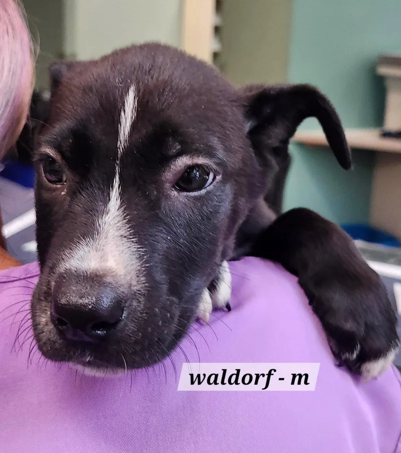 A baby medium-sized male Labrador Retriever dog named Waldorf for adoption in Hillside, IL
