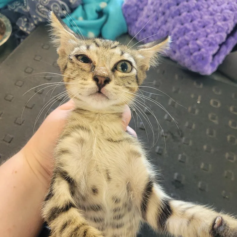 A baby small-sized female Buff / Tan / Fawn Domestic Short Hair cat named Destiny for adoption in Clarksdale, MS