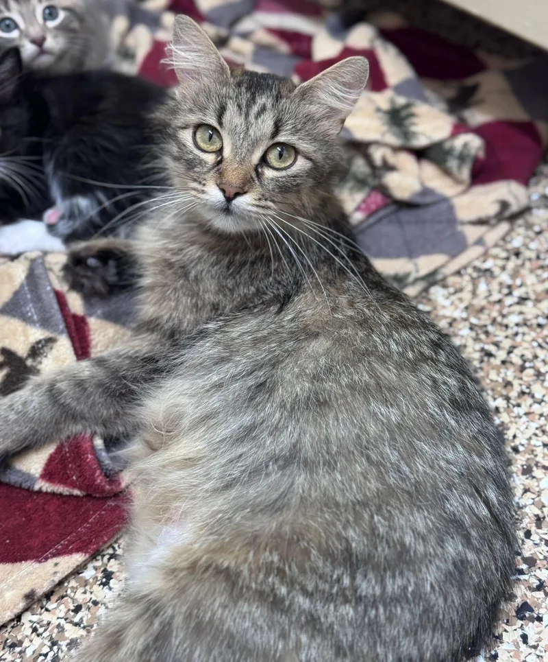 A young small-sized female Tabby (Brown / Chocolate) Domestic Medium Hair cat named Kit for adoption in Hackensack, MN