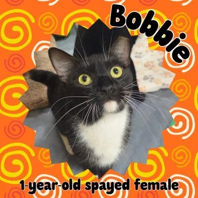 Bobbie
