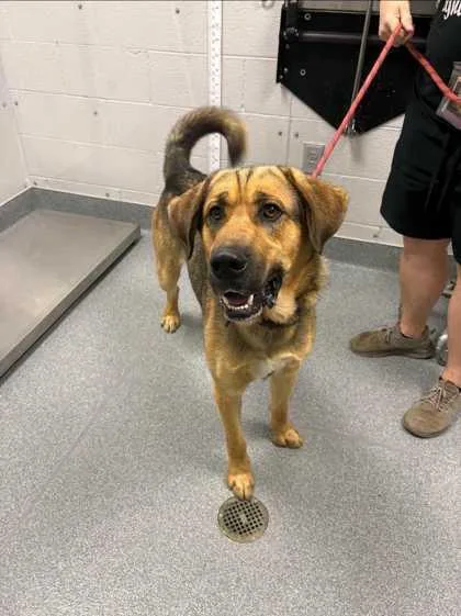 An adult extra large-sized male Mixed Breed dog named Eli for adoption in Sevierville, TN